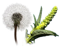 environmental allergy, pollen allergy